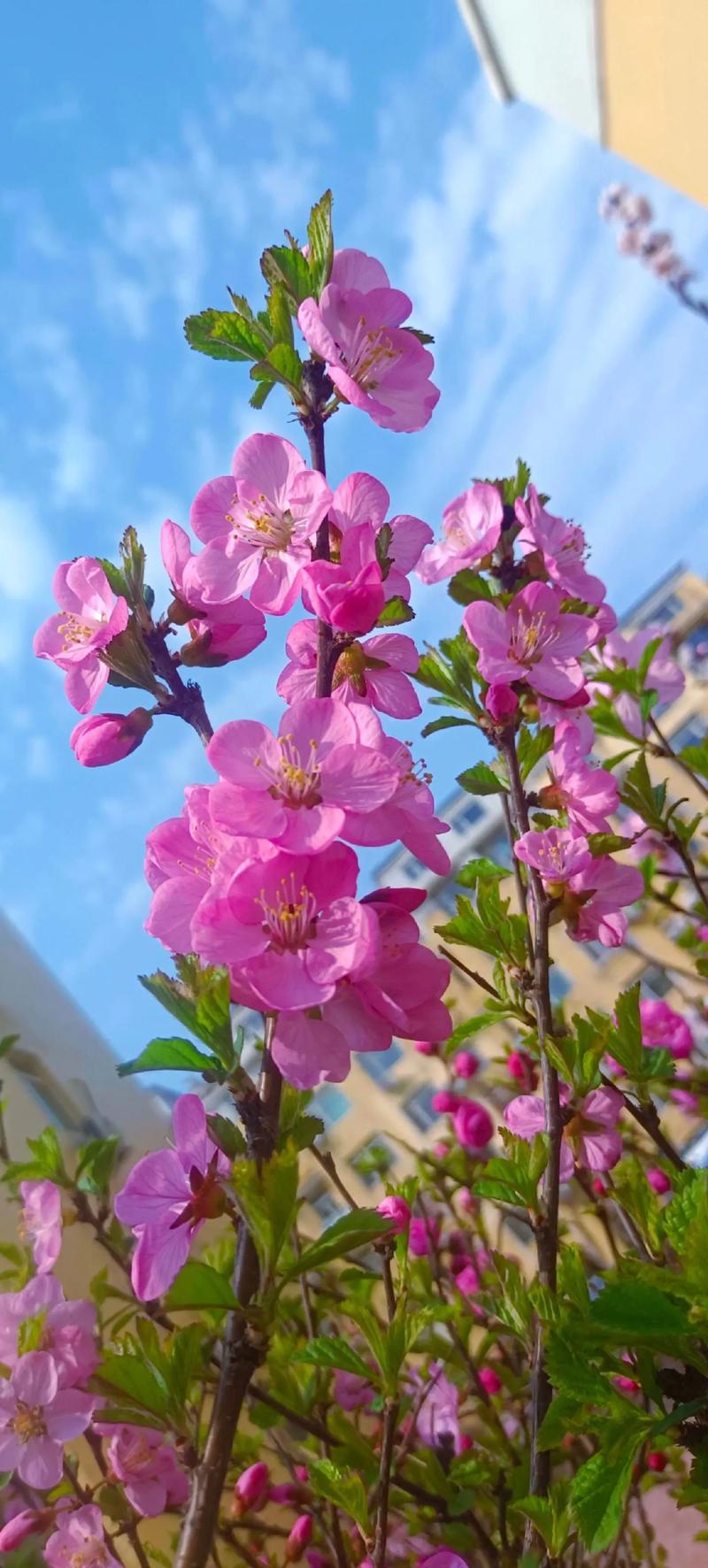 春花视频图标