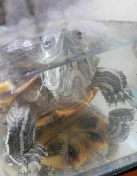 乌龟在家里丢了要警惕