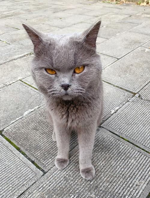 猫咪百度网盘分享
