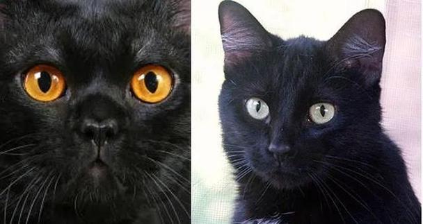 玄猫属于什么档次