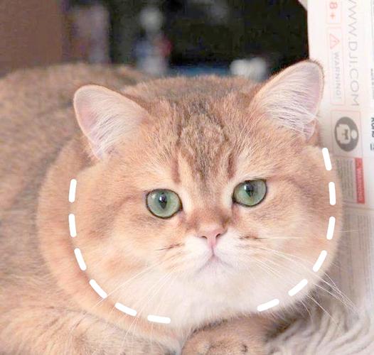 猫猫发腮是什么原因