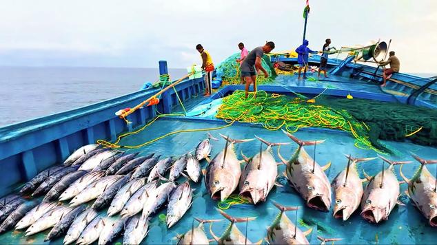 金枪鱼捕鱼视频