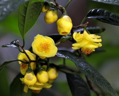 茶树花多少钱一斤