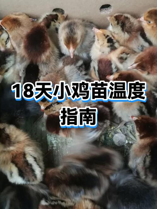 小鸡苗保温用多少瓦的保温灯