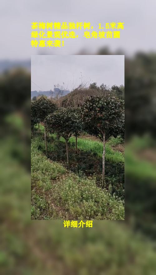 茶梅树