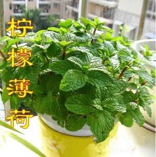 土薄荷