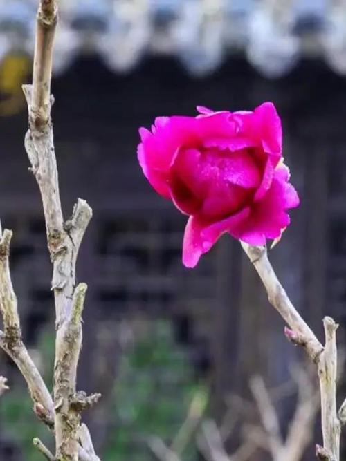 像枯枝一样是什么花