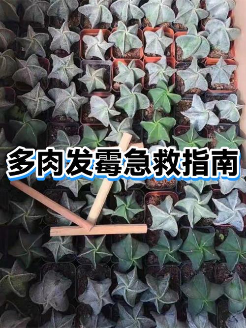 多肉叶片上长白色的霉怎么办