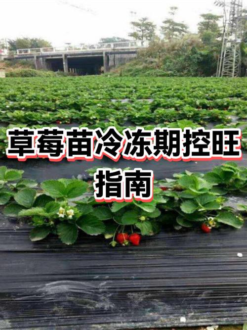 草莓怎么冷冻