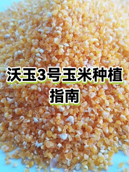 玉米种子怎么种植方法