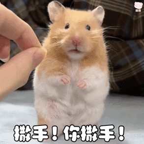仓鼠表情包(最火)