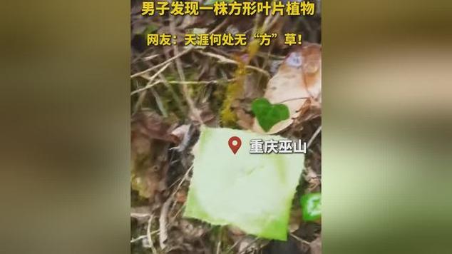 男子发现方形叶片植物引热议图标