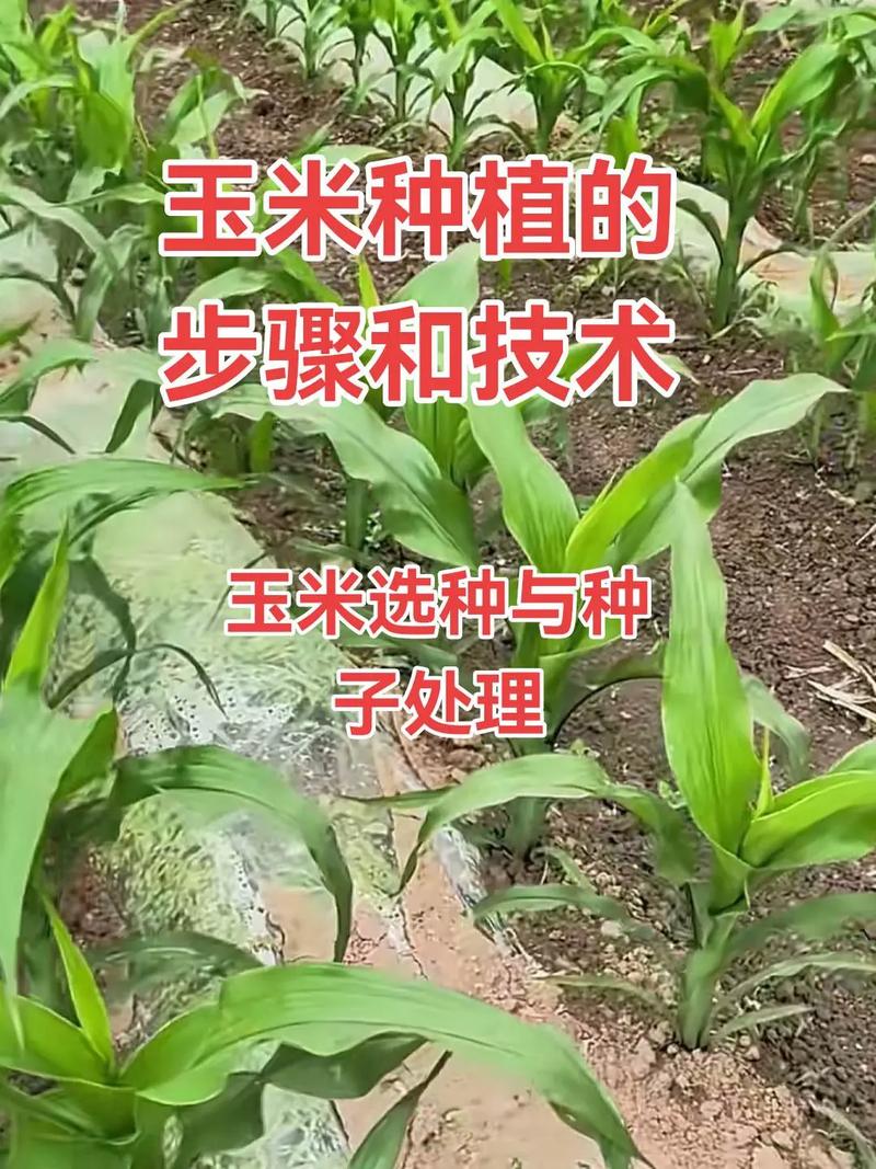 玉米的种植技术