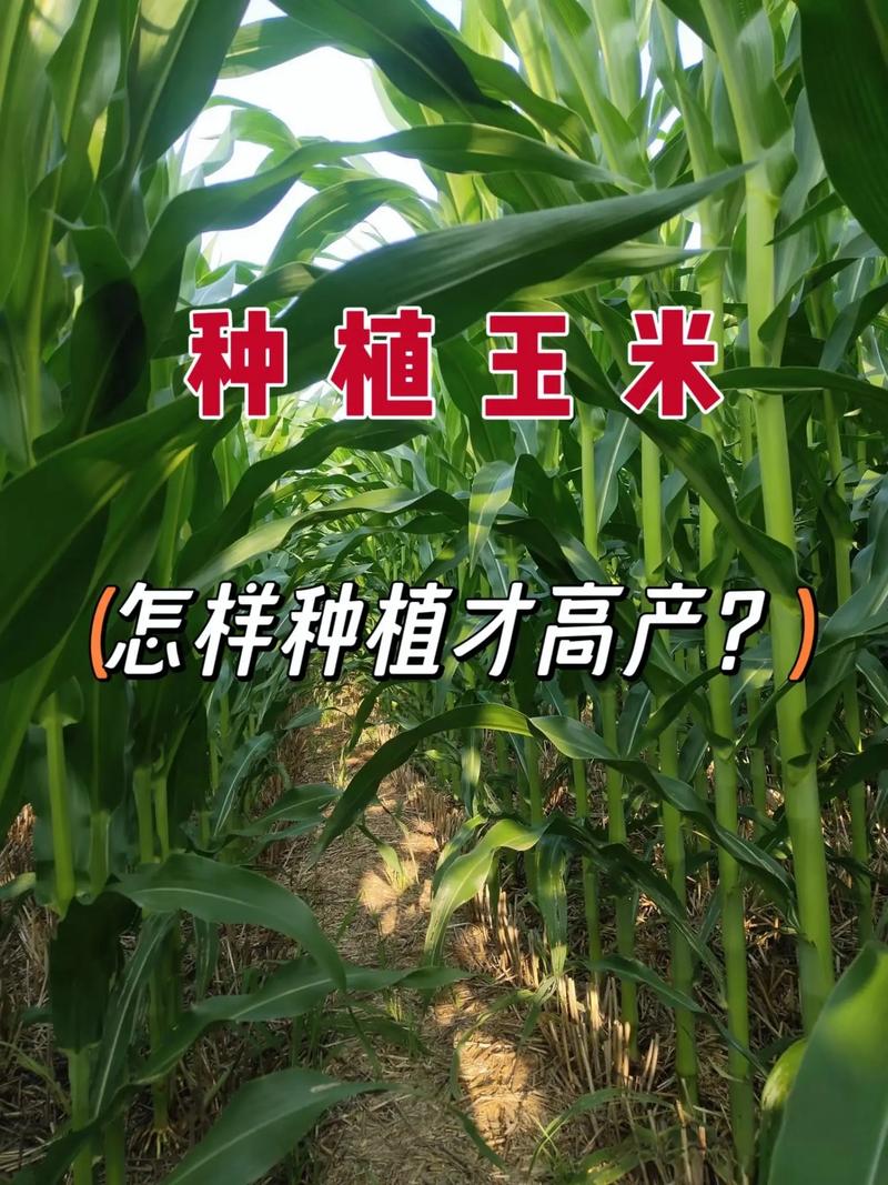 玉米的种植技术
