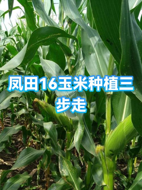 玉米的种植技术