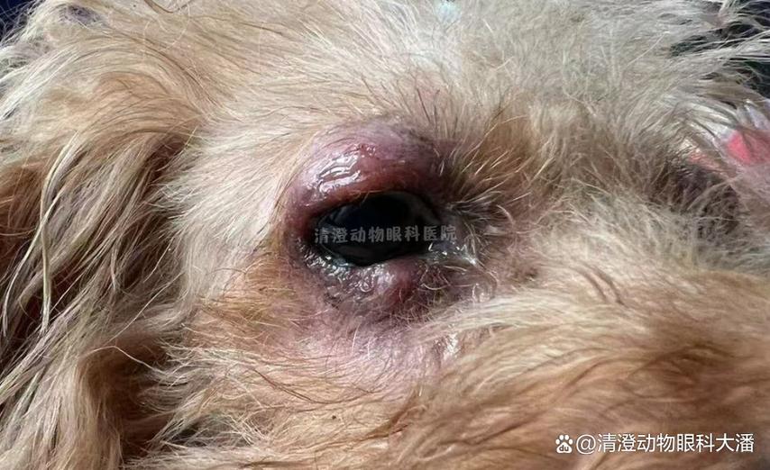 小狗眼皮长小疙瘩怎么回事