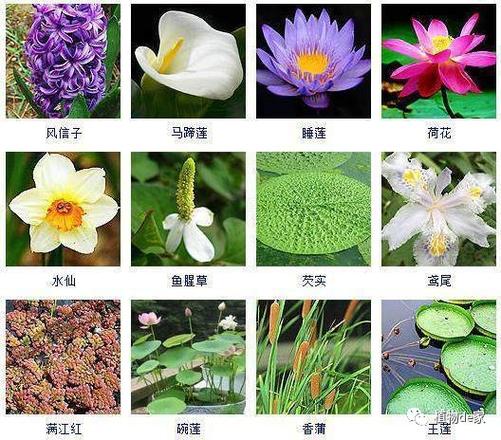 水生植物有哪几种