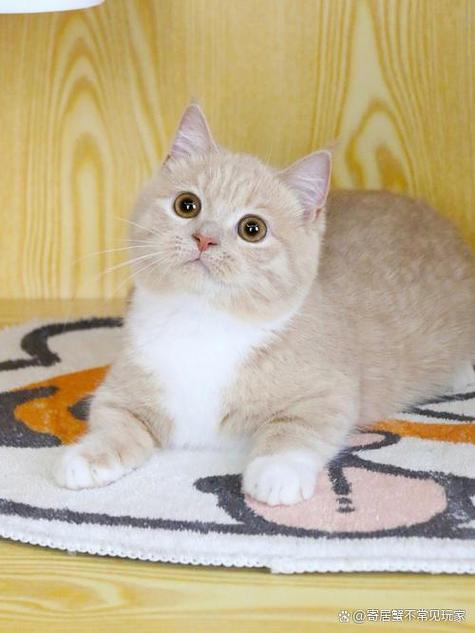 养矮脚猫10大忌图标
