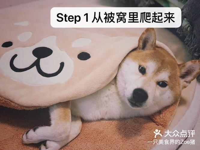 然猫网app
