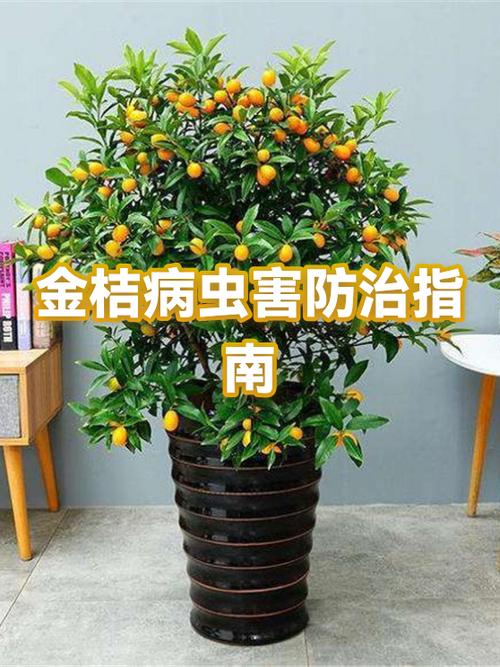 小金桔治什么病图标