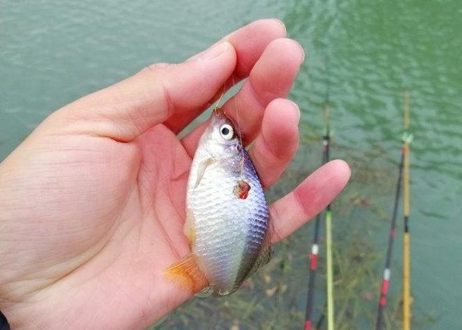 小鱼赚钱靠谱吗