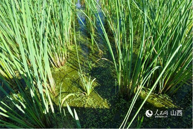 池塘净化水生植物