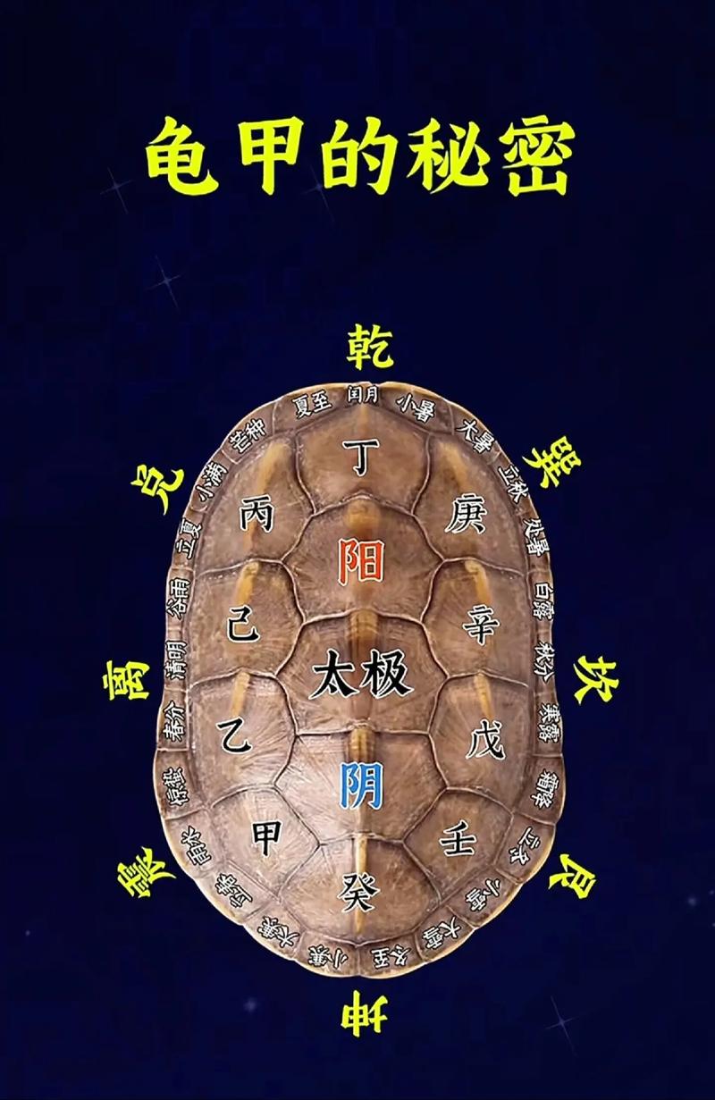 乌龟丢了玄学解释