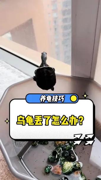 乌龟丢了玄学解释