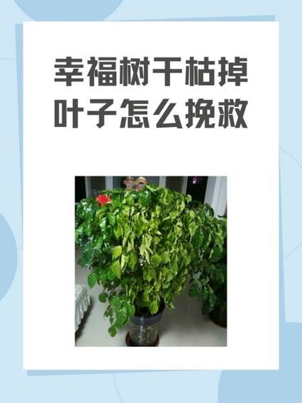 幸福树叶子发黄干枯掉落怎么办图标
