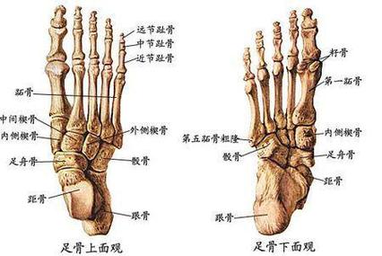 脚趾骨图片