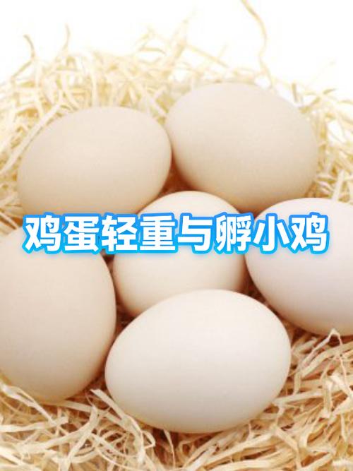 鸡蛋孵化过程中重量会变轻吗