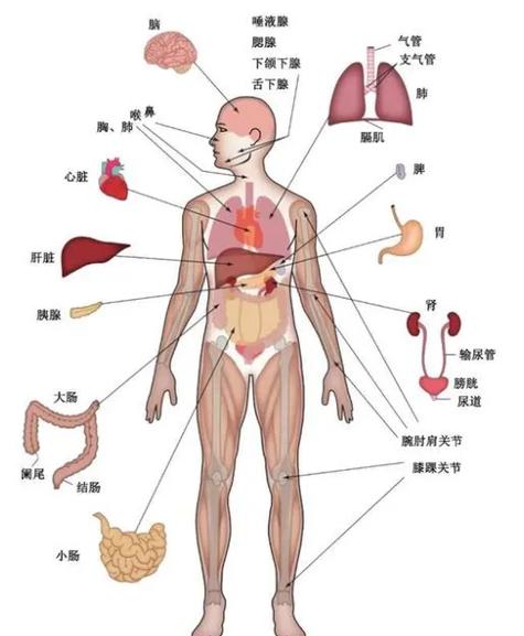 男士身体结构图图标