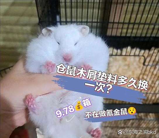 仓鼠不换木屑会死吗