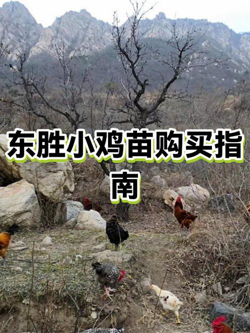 小鸡在哪里买图标