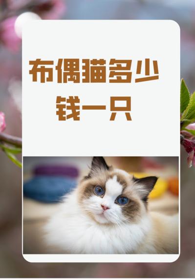 布偶猫价格一览表