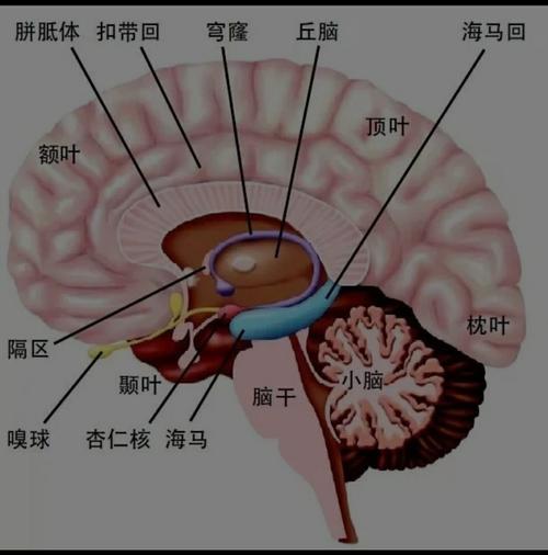 最强大脑最囧烧脑攻略图标