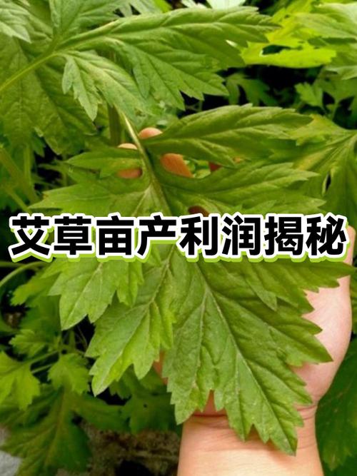 种艾草为什么不挣钱