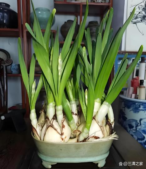 水仙花养护方法图标