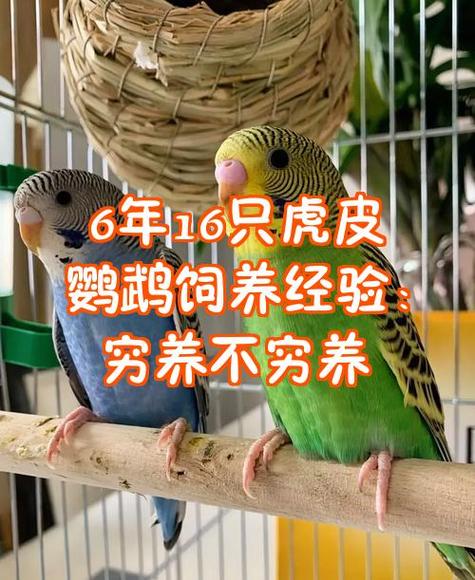 养虎皮鹦鹉是养两只好还是一只好