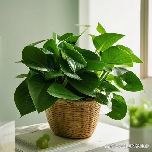 绿萝