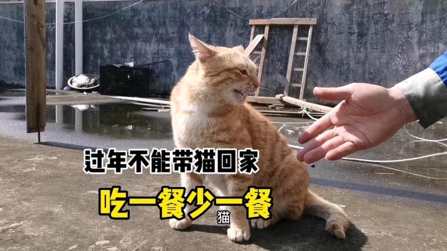 过年为什么不能带猫回家图标
