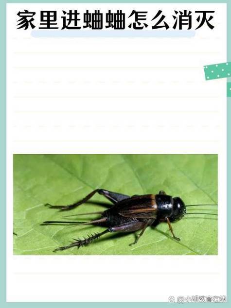 蛐蛐的繁殖方法