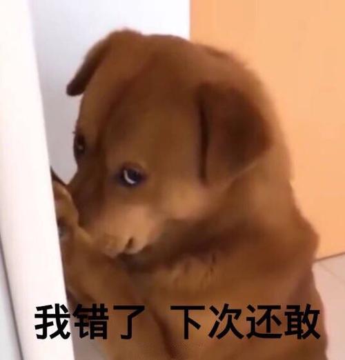 我道歉下次还敢图标