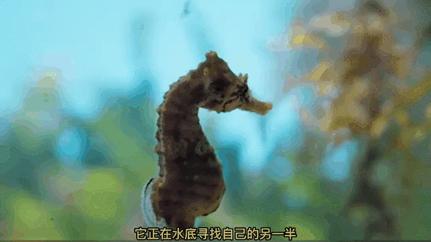 海马视频动物世界