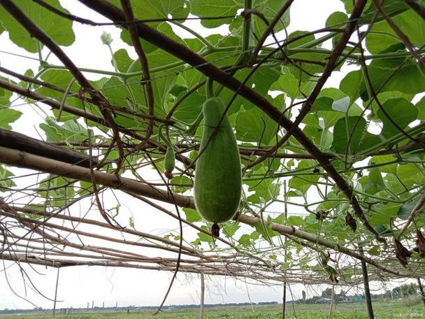冬瓜种植怎样管理才能结瓜多