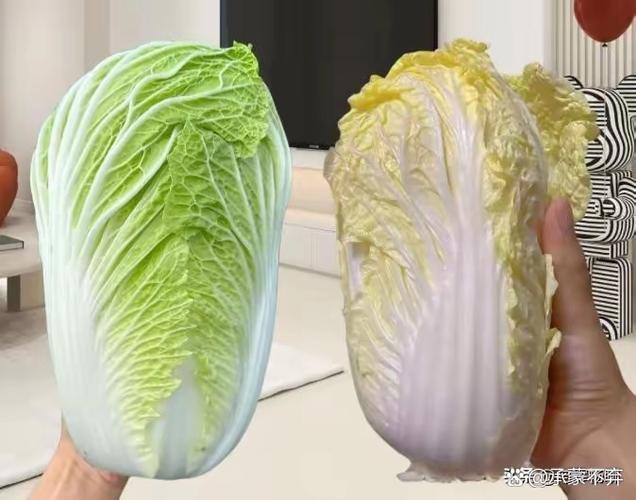 白菜有几种颜色