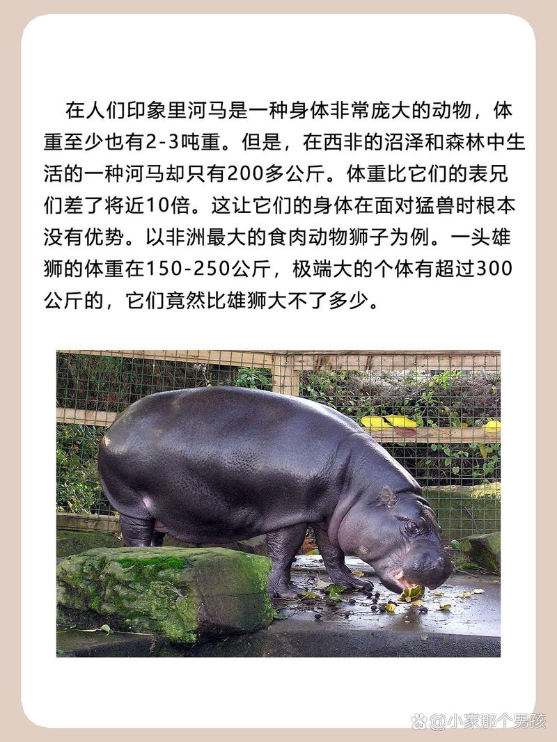 一只河马重约3多少