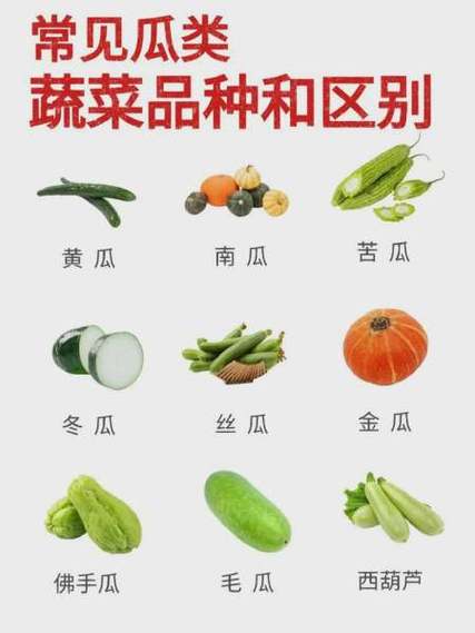 瓜类名称大全(100个)图标