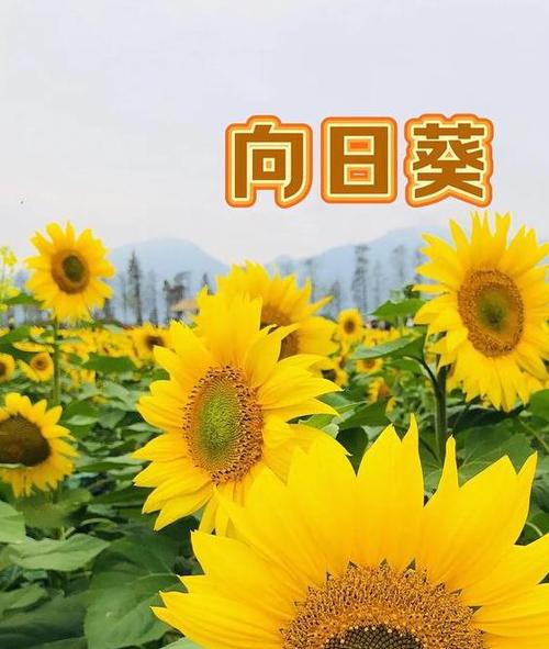 ~向日葵视频~在线观看视频