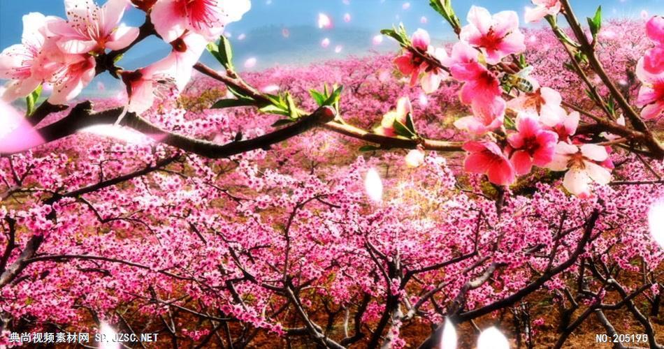 桃花视频免费版